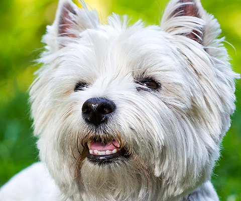 Artigos - West Highland White Terrier