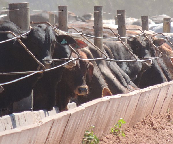 Artigos - A importância do controle da verminose na produção bovina