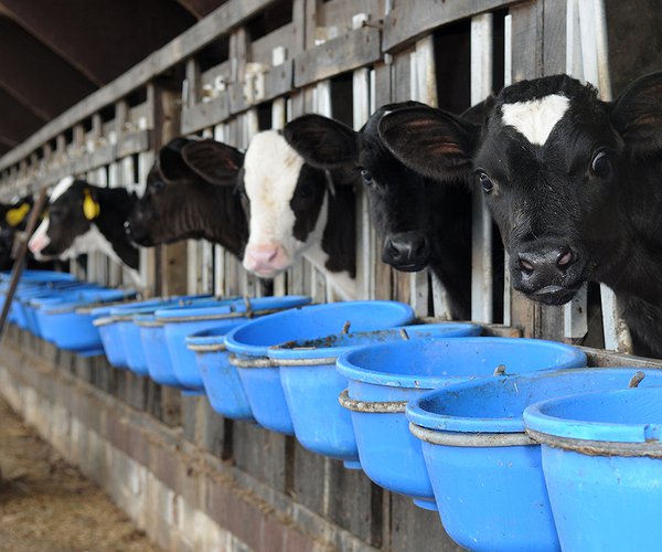 Artigos - Como os probióticos auxiliam no desenvolvimento dos bovinos