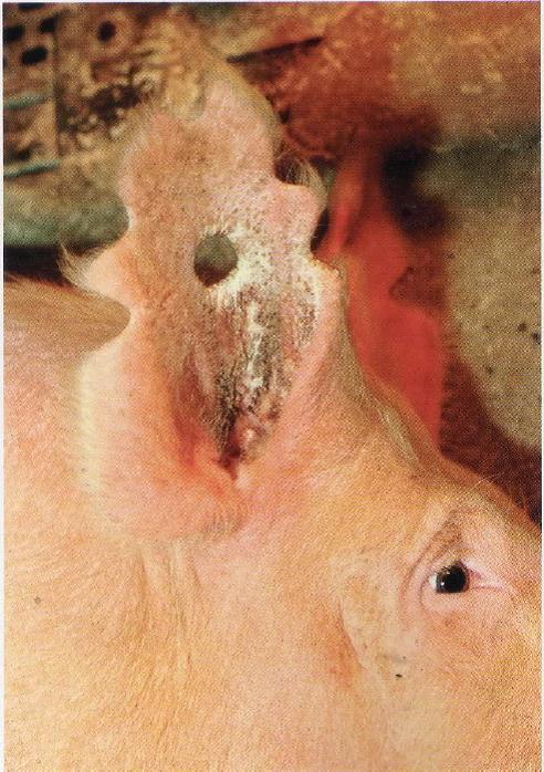 AvesSui JULHO Lesão sarna auricolar