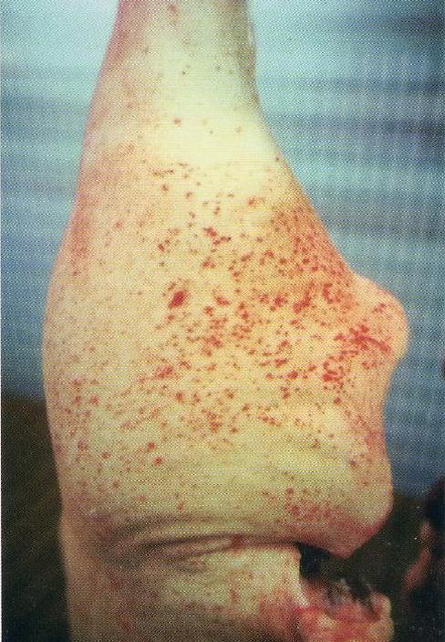 AvesSui JULHO Lesão sarna carcaça