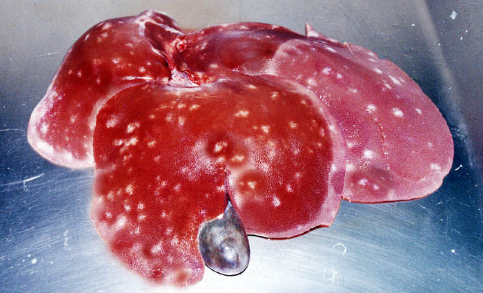 AvesSui JULHO Nodulos de verme no figado