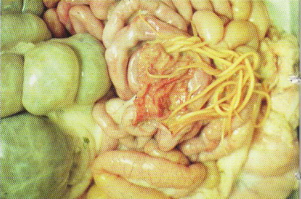 AvesSui JULHO Presença verme no intestino