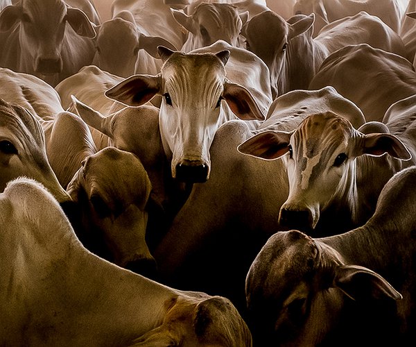 Artigos - Manejo Sanitário de bovinos em Confinamento