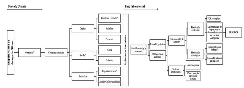 Fluxograma de coleta de material e análises indicadas para diagnóstico sugestivo de Glasserella parasuis