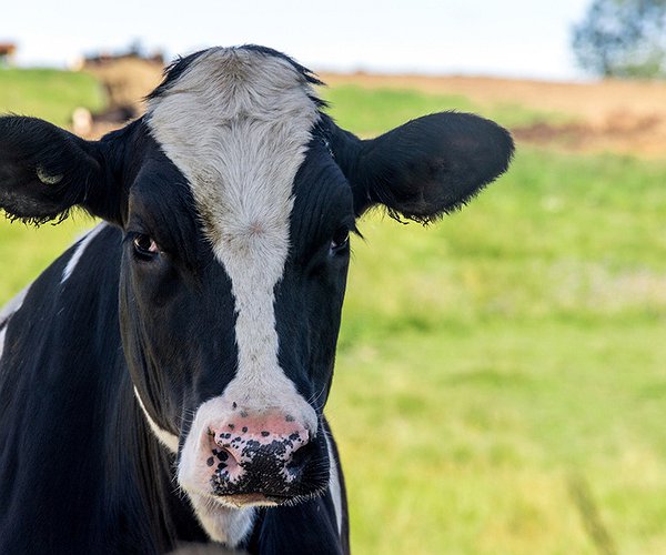 Notícias - Campanha da Ourofino Saúde Animal incentiva desenvolvimento da cadeia leiteira