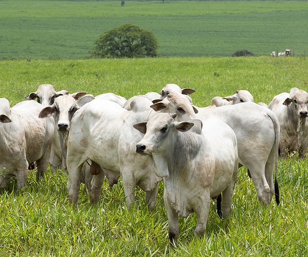 Notícias - EUA confirma caso atípico de vaca louca
