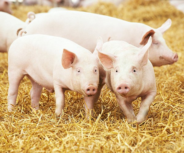 Notícias - Brasil exporta 294 mil toneladas de carne suína no primeiro semestre