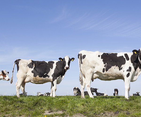 Notícias - Compra emergencial de leite é prioridade do setor lácteo no País