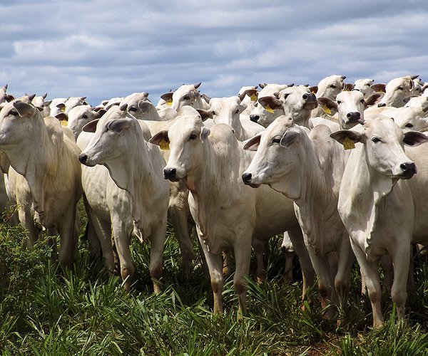 Notícias - Brasil exportará gado vivo para Myanmar