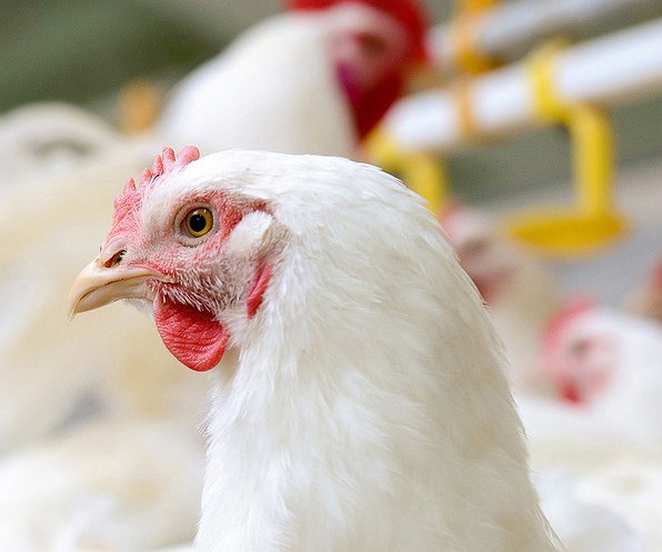 Notícias - Ourofino e Chr. Hansen apresentam probióticos para avicultura