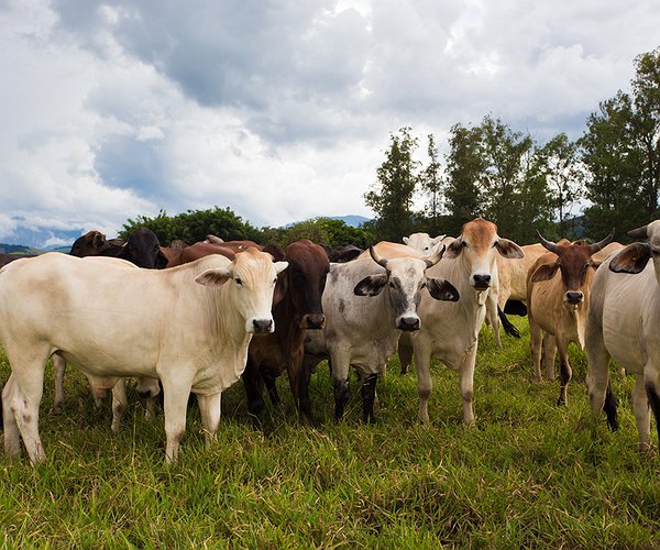 Notícias - CNA e Abiec assinam acordo para promover ações em prol da carne bovina