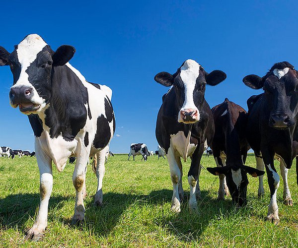 Notícias - Ourofino Saúde Animal tem forte presença em eventos da pecuária leiteira
