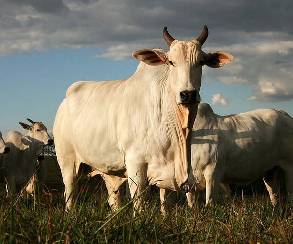 Notícias - Gado bovino é capaz de produzir anticorpos contra o HIV, diz pesquisa