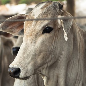 Notícias - Acordo muda vacina contra febre aftosa