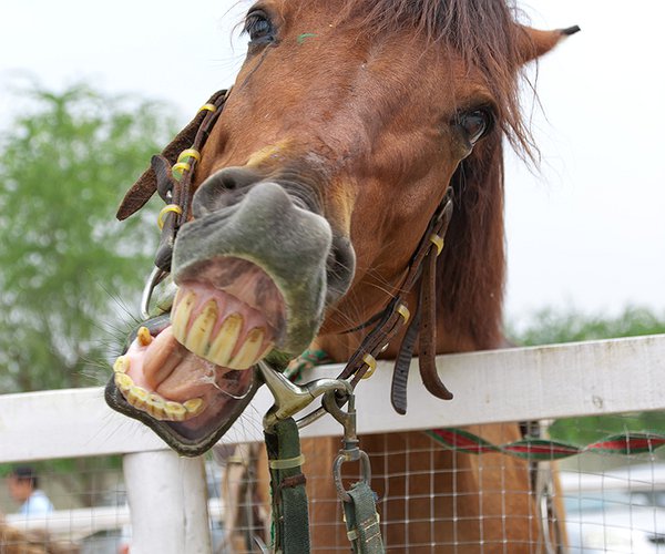 Artigos - Afinal, cavalo dado se olha os dentes? A importância da avaliação da cavidade dentária de equinos