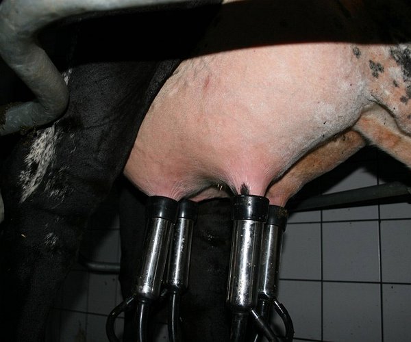Artigos - Indução à lactação: uma ferramenta para diminuir o descarte involuntário na produção de leite