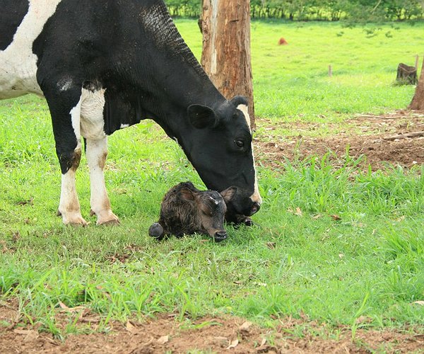 Artigos - Critérios de escolha para o manejo reprodutivo de fazendas de leite