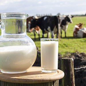 Artigos - Desafios da produção leiteira