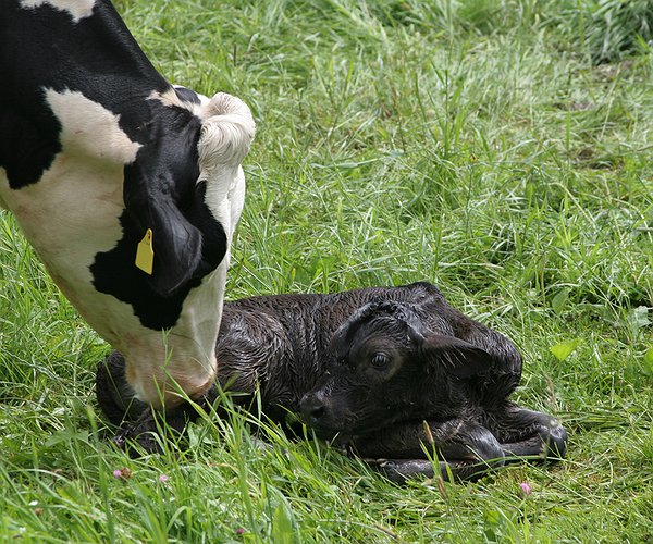 Artigos - Condição anovulatória em vacas leiteiras