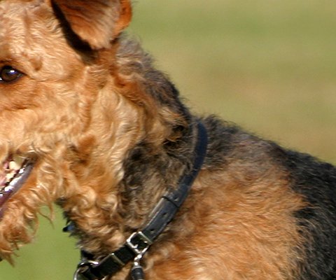 Artigos - Airedale Terrier