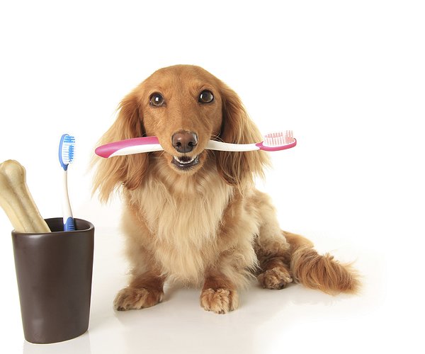 Artigos - Pets: higiene bucal