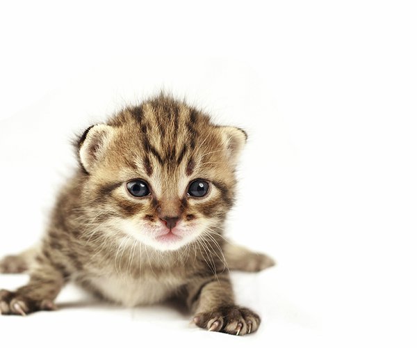 Artigos - Conheça a Clamidiose Felina: doença comum em gatos jovens