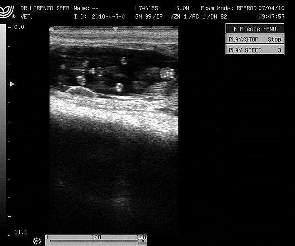 Artigos - Módulo 3: texto 3 - Uso da ultrassonografia na determinação do sexo do feto