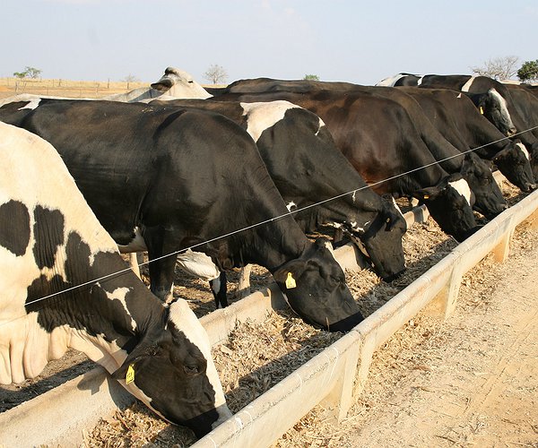 Artigos - Acidose ruminal subaguda: uma doença silenciosa com grande impacto produtivo nas vacas