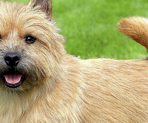 Artigos - Terrier Norwich
