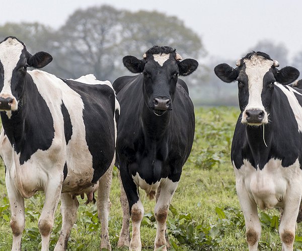 Artigos - Perdas gestacionais em bovinos