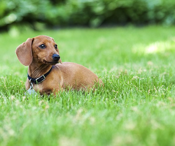 Artigos - Isosporose canina: saiba mais sobre esses protozoários que causam diarreias nos pets.