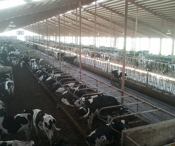 Artigos - Estresse térmico e reprodução em vacas de leite