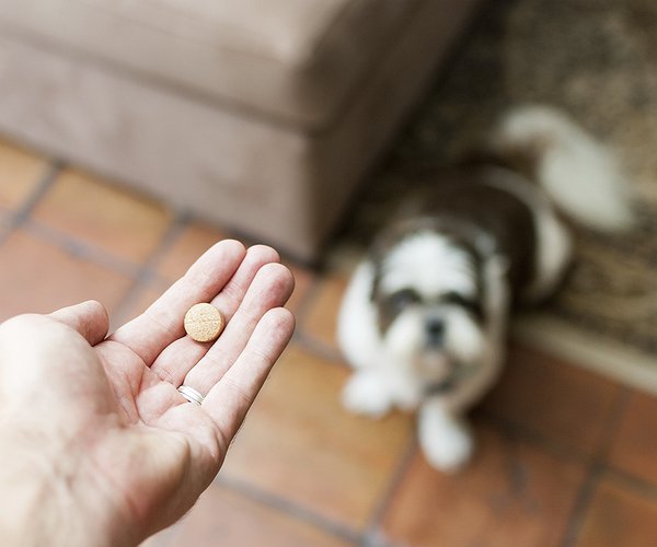 Artigos - Atenção! Os perigos do uso indiscriminado de medicamentos em cães e gatos