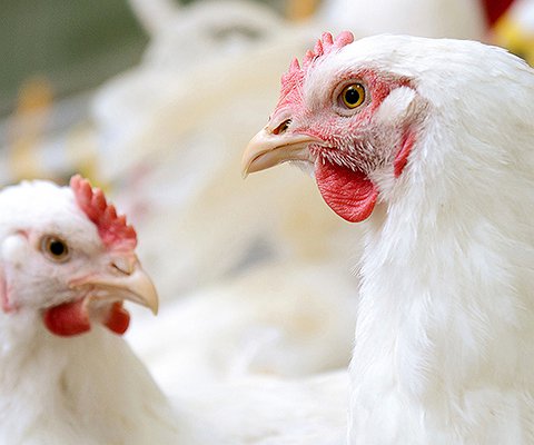 Artigos - Aspectos sanitários de interesse na produção de carne de frango