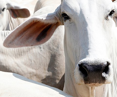 Artigos - Complexo das doenças respiratórias dos bovinos