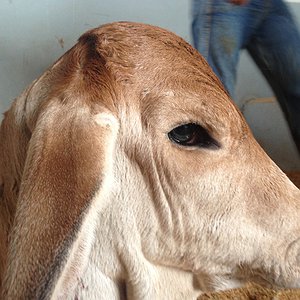 Artigos - Anemia por Tristeza Parasitária Bovina: Prevenção e tratamento