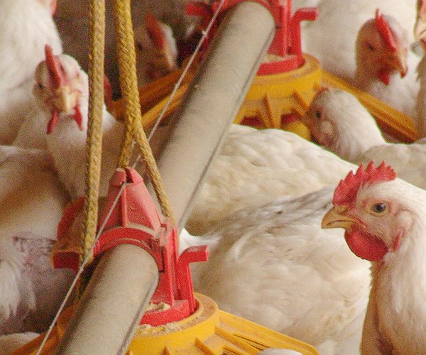 Artigos - Uso da monensina sódica na avicultura