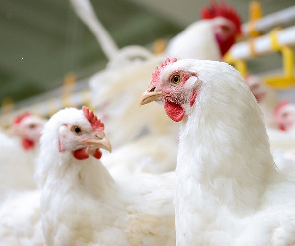 Artigos - Ganho da avicultura com o uso de probiótico GalliPro Max