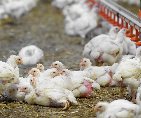 Artigos - Clostridiose em avicultura