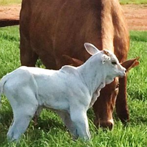 Artigos - Anemia por Tristeza Parasitária Bovina: Prevenção e tratamento