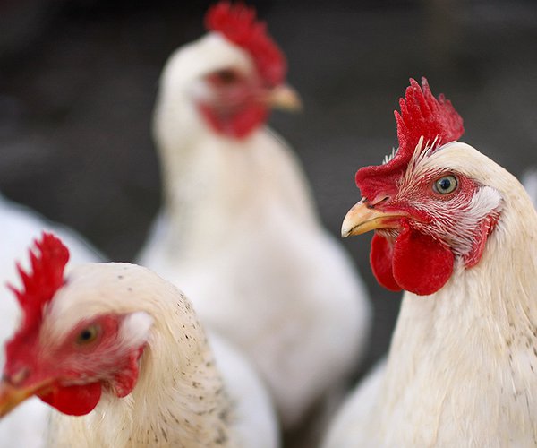 Artigos - Salmonelose na avicultura
