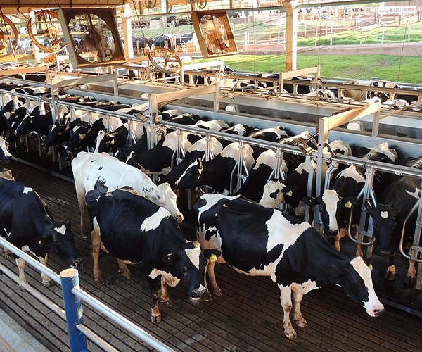 Artigos - Impactos das endometrites na eficiência reprodutiva de vacas leiteiras