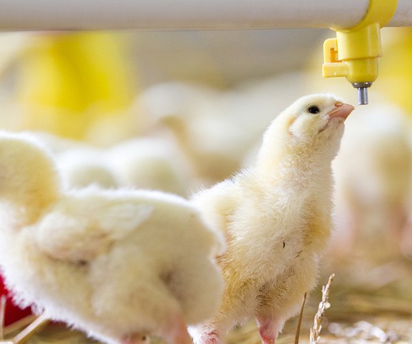 Artigos - Alternativas ao uso de antimicrobianos na avicultura