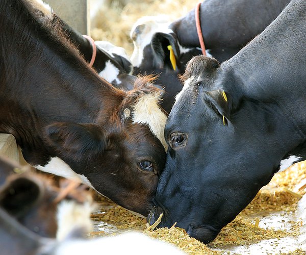 Artigos - Como o uso de aditivos probióticos pode auxiliar na saúde dos animais de produção