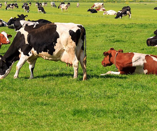 Artigos - O uso do GnRH (Sincroforte) nos protocolos de IATF para vacas de leite pode incrementar a taxa de concepção