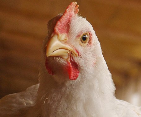 Artigos - A importância da saúde intestinal em frangos de corte