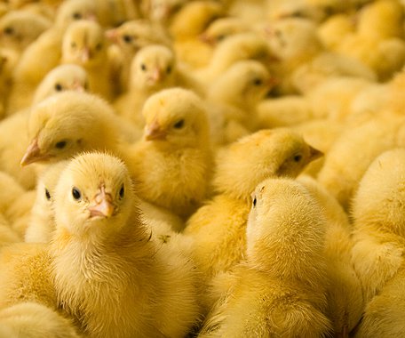 Artigos - Importância do uso de probióticos na avicultura industrial