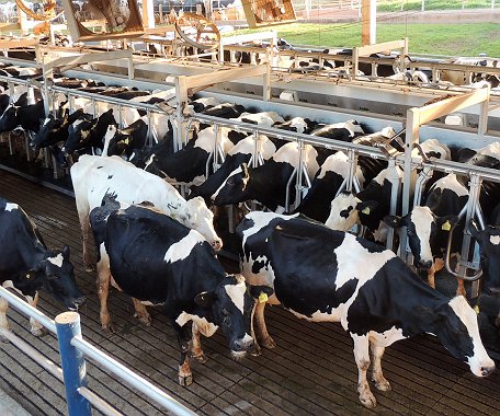 Artigos - Impactos da saúde uterina na eficiência reprodutiva das vacas leiteiras