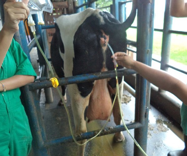 Artigos - Piometra em bovinos: tratamento com Sincrocio, Lactofur e Gentrin Infusão Uterina